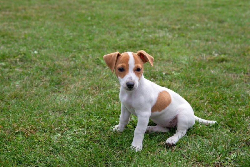 ジャック・ラッセル・テリア