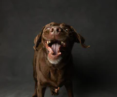 ラブラドール・レトリバー