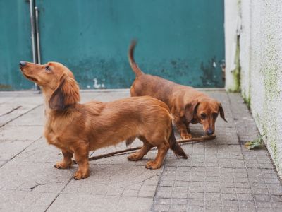 ミニチュア・ダックスフンド