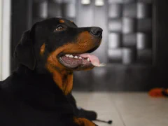 ロットワイラー