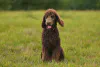 スタンダード・プードル